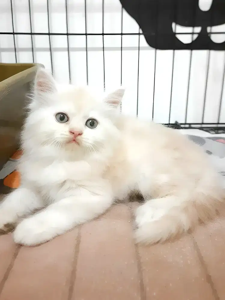 Kucing persia jantan