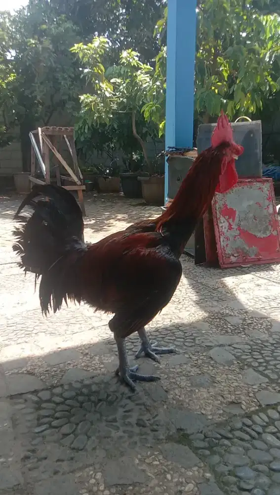 Ayam Pelung Super Jumbo