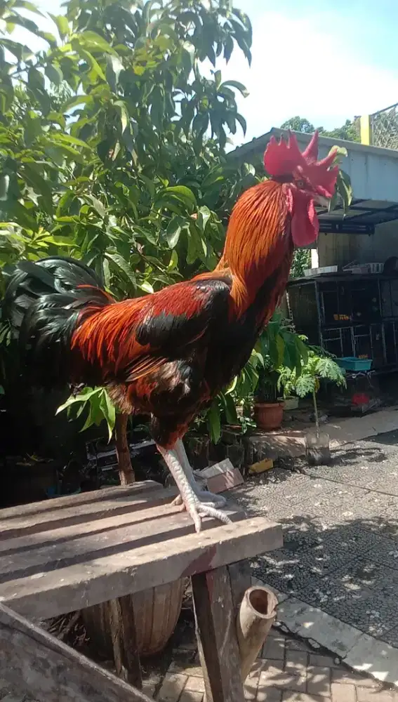 Ayam Pelung Jumbo