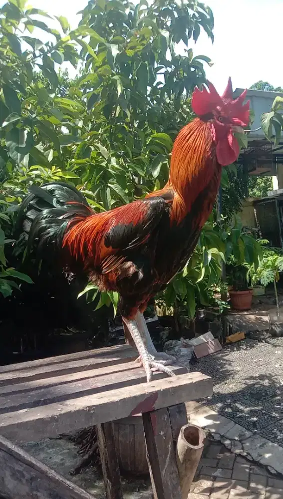 Ayam Pelung Jumbo