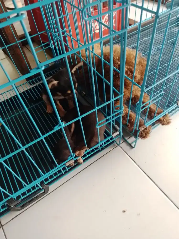 Anjing chiwawa sama pudel