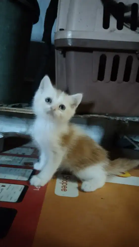 Kitten Persia Shorthair Jantan