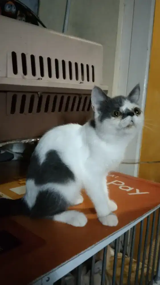 Kitten Persia Flatnose Betina Shorthair