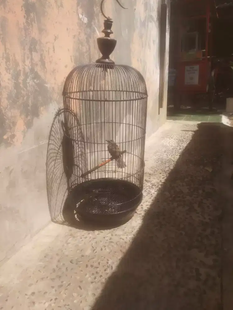 Burung Trucukan Jantan