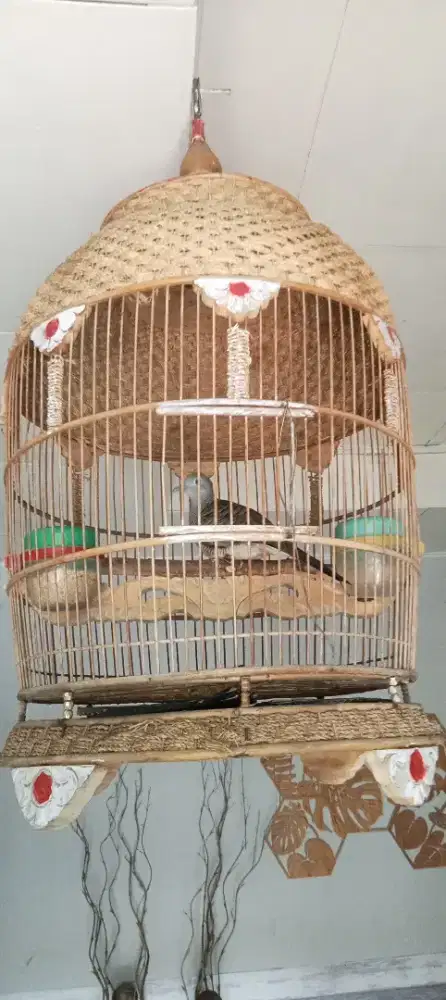 Perkutut Bangkok Gacor