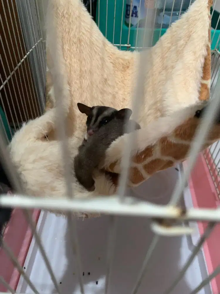 Sugar glider Classic Grey