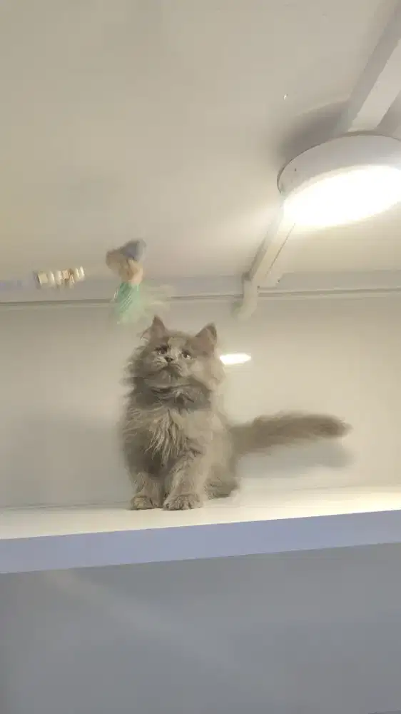 Kucing kitten norwegian abu