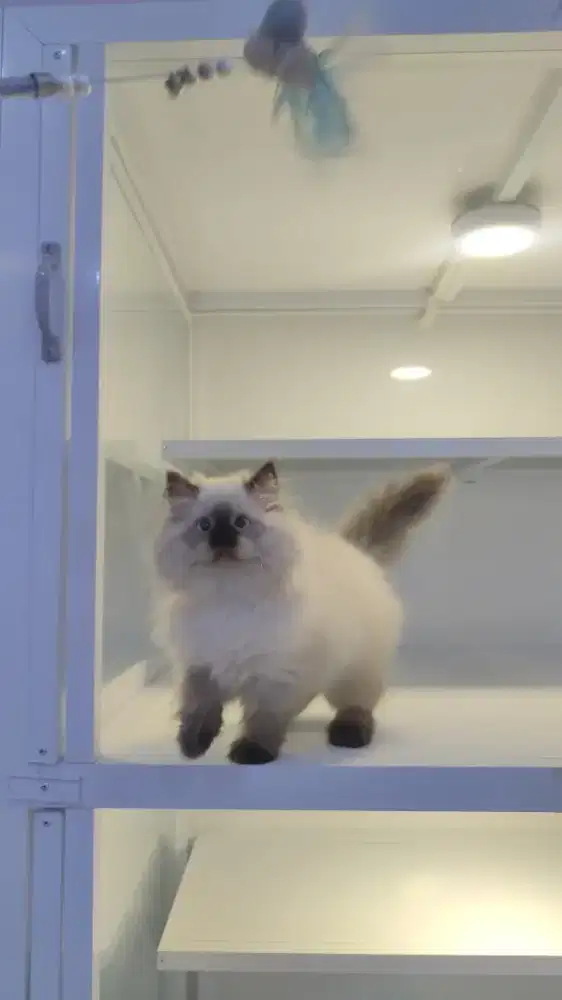 Kucing kitten ras himalaya ragdoll