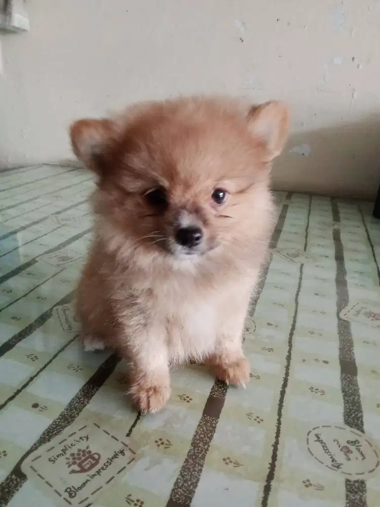 Anakan minipom jantan