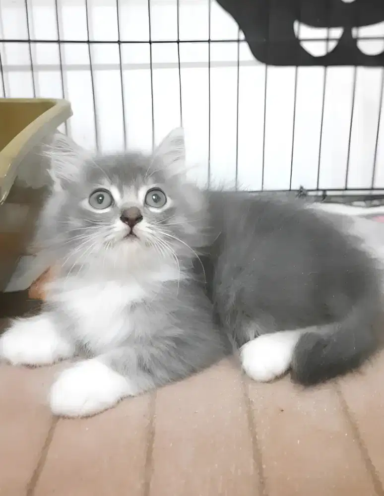 Kucing Persia Jantan