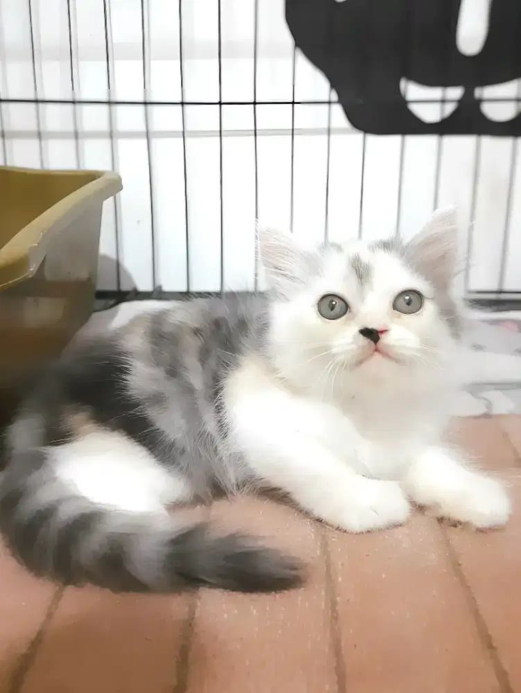 Kucing persia betina