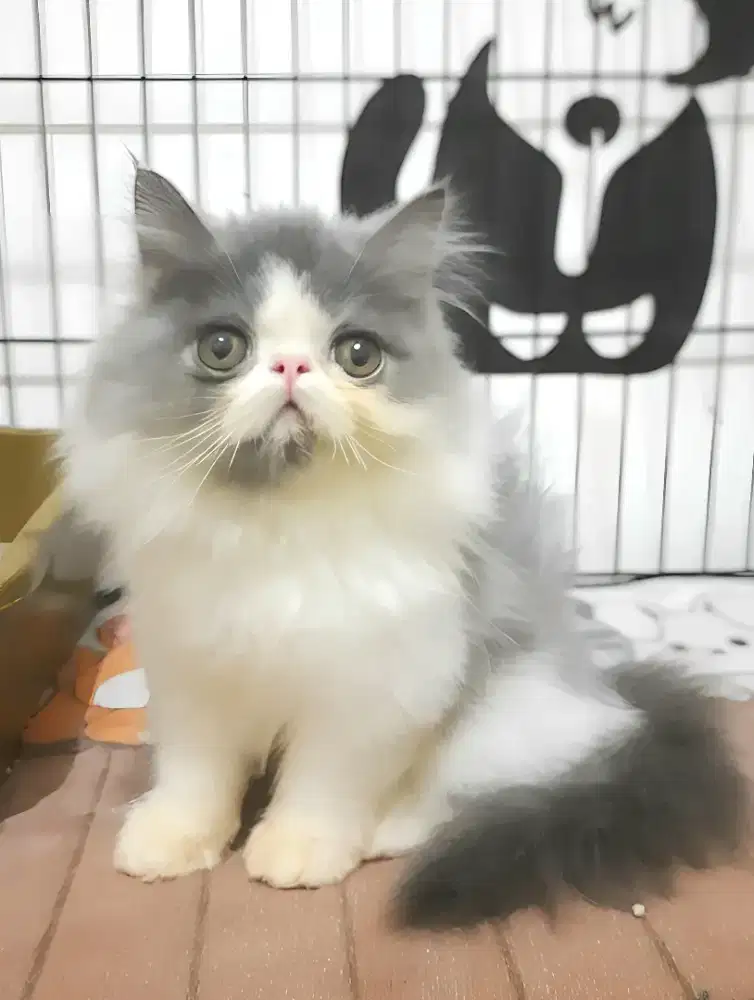 Kucing Peaknose jantan