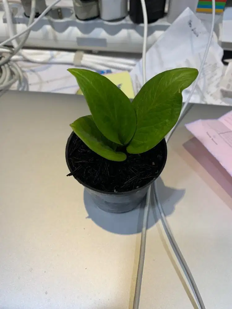 Lowongan perawat Lansia