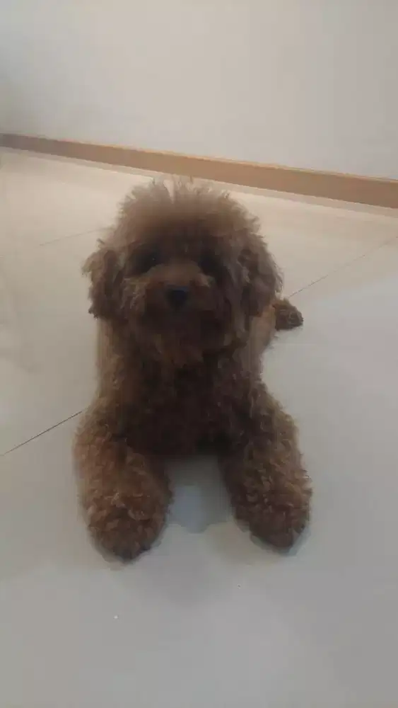 Sale Red Toy Poodle Jantan