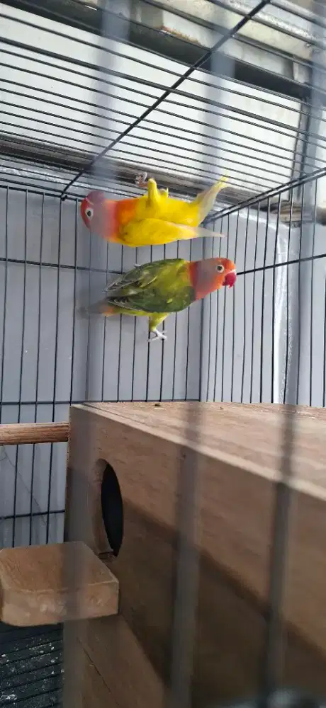 Lovebird jodoan baru