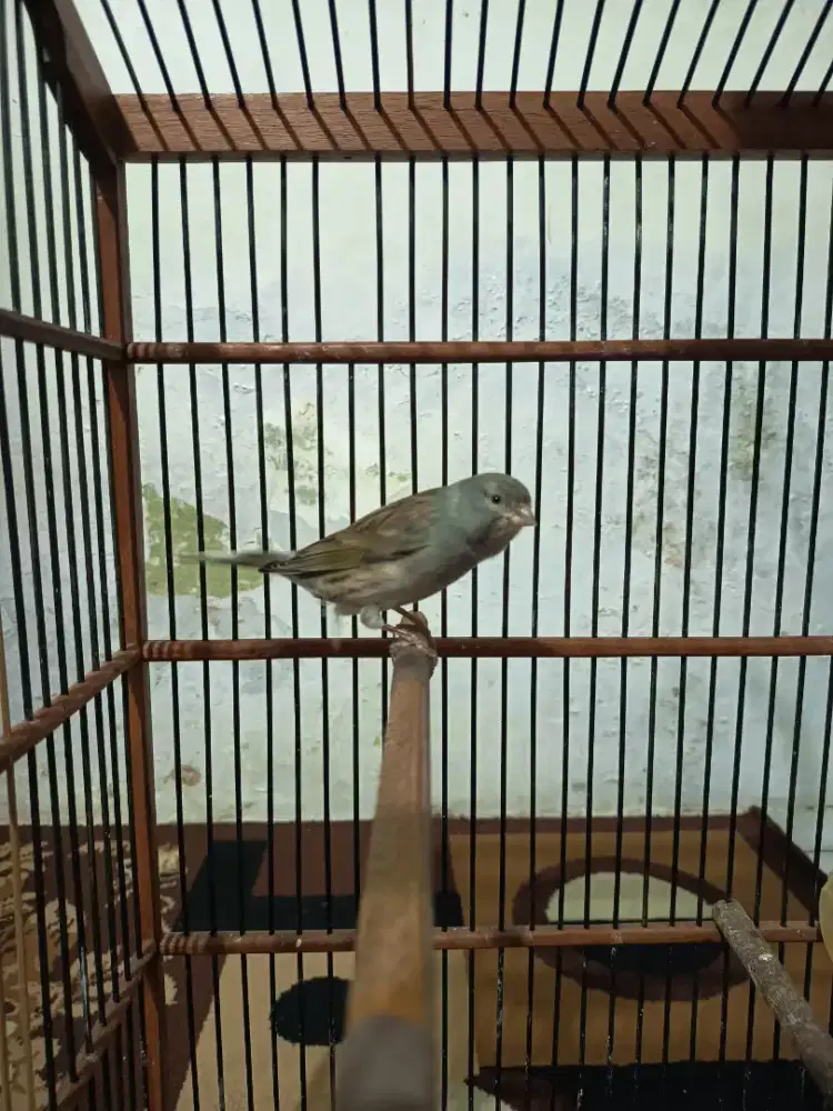 Burung Kenari Hybrid F1lq*STlokal GACORR