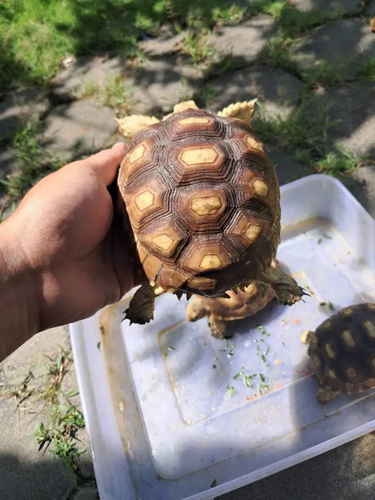 Sulcata ternakan sendiri.11-14cm
