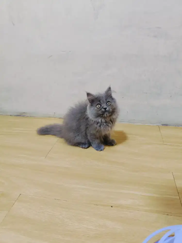 PERSIA FLAT ABU SOLID