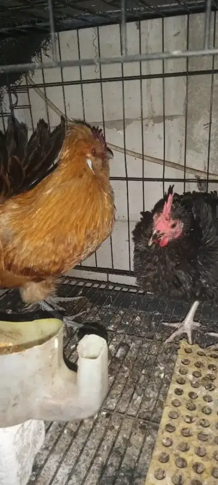 Polan jantan sehat dewasa