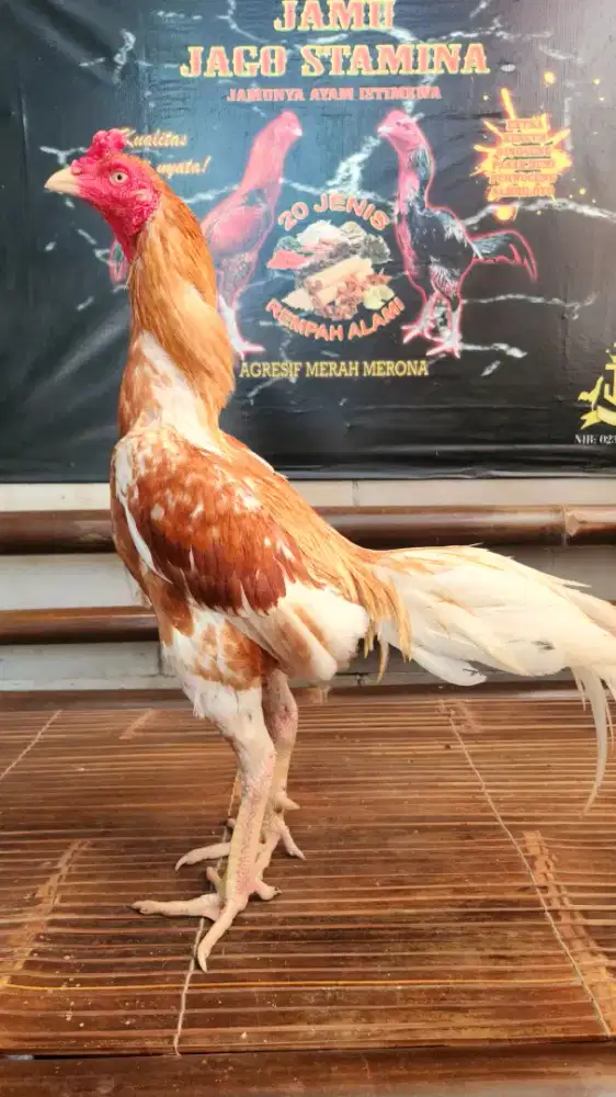 Ayam bangkok koytrad x plucker win 3x super mewah bervideo