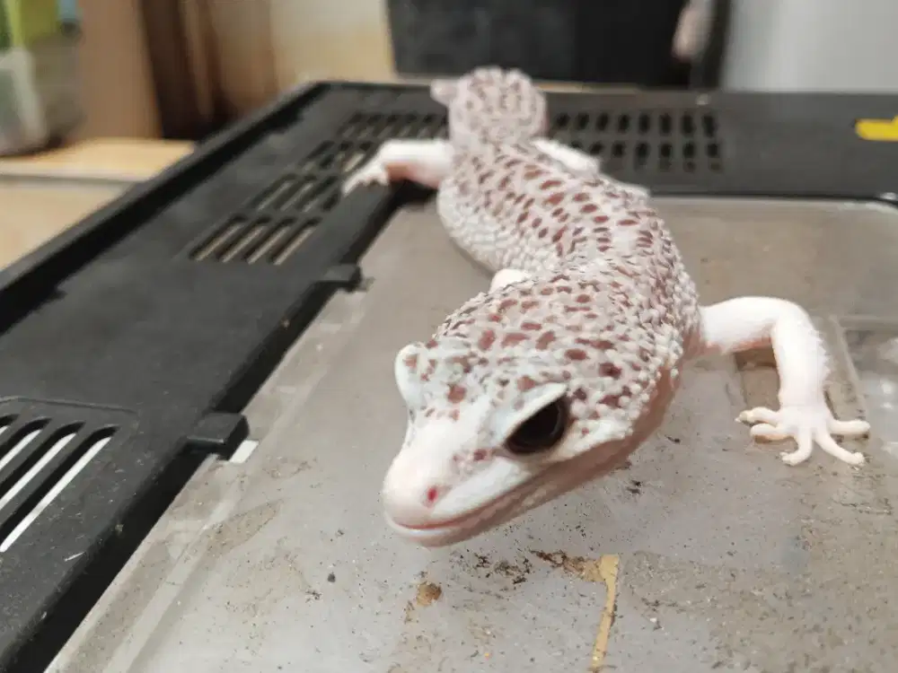 Leopard geko Giant  cck bwt impes