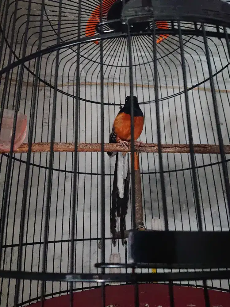 Murai batu rajin berkicau