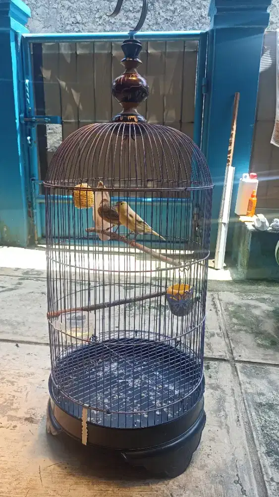 Burung kenari AFs sepasang
