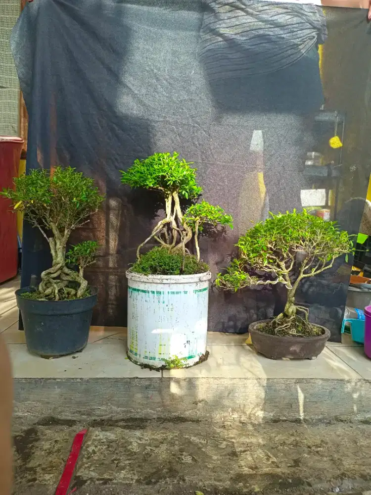 Paket bonsai 3pot murah,