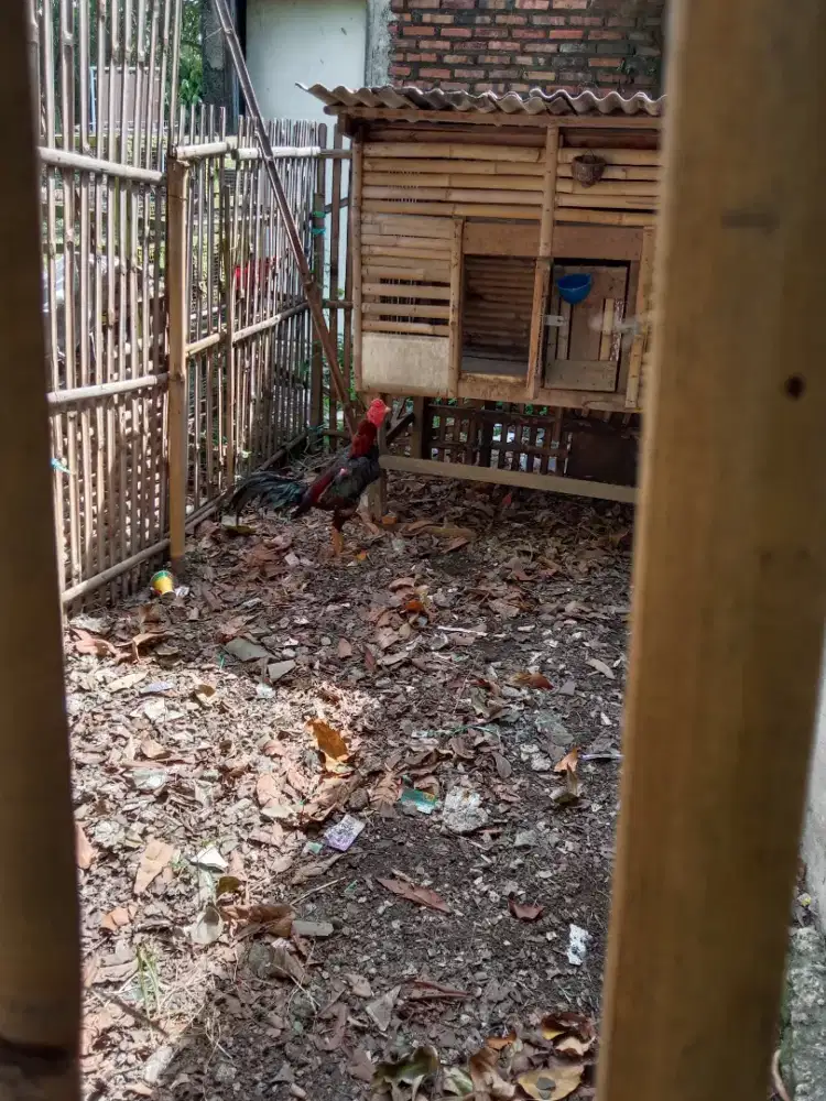 Ayam Bangkok pakoy pacekan jos