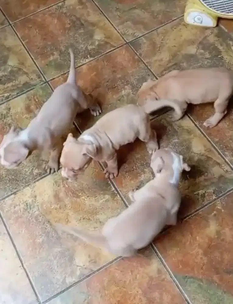 Anak anjing / Puppy PITBULL