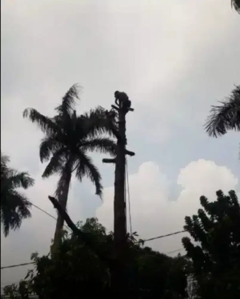 Jasa tebang pohon dan potong rumput