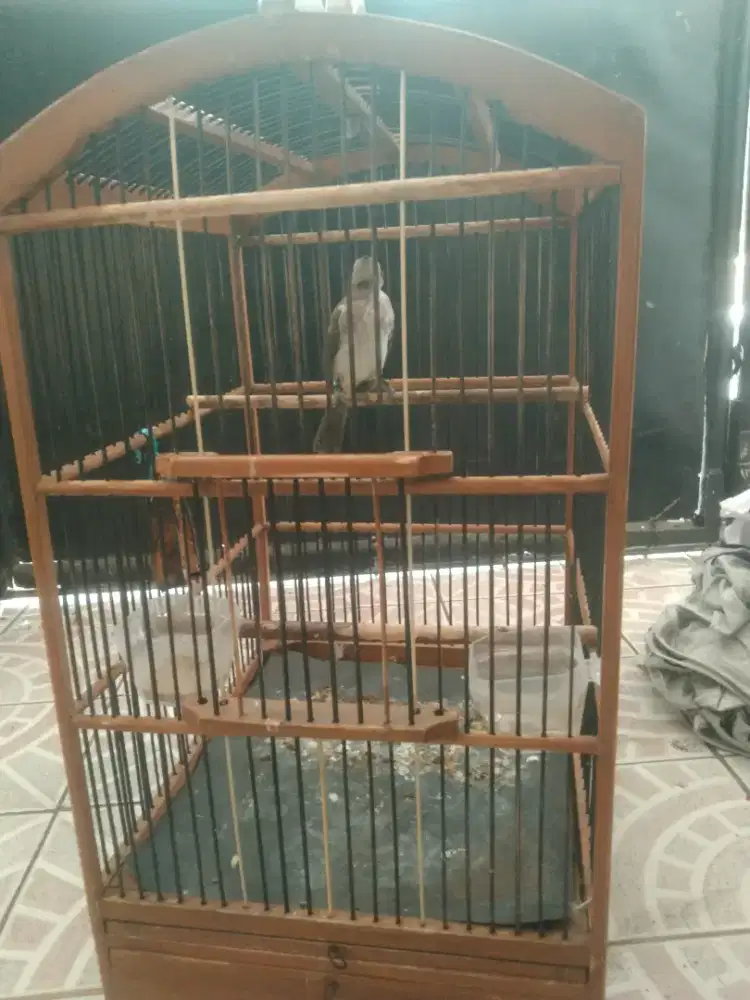 Jual burung crucuk gacor