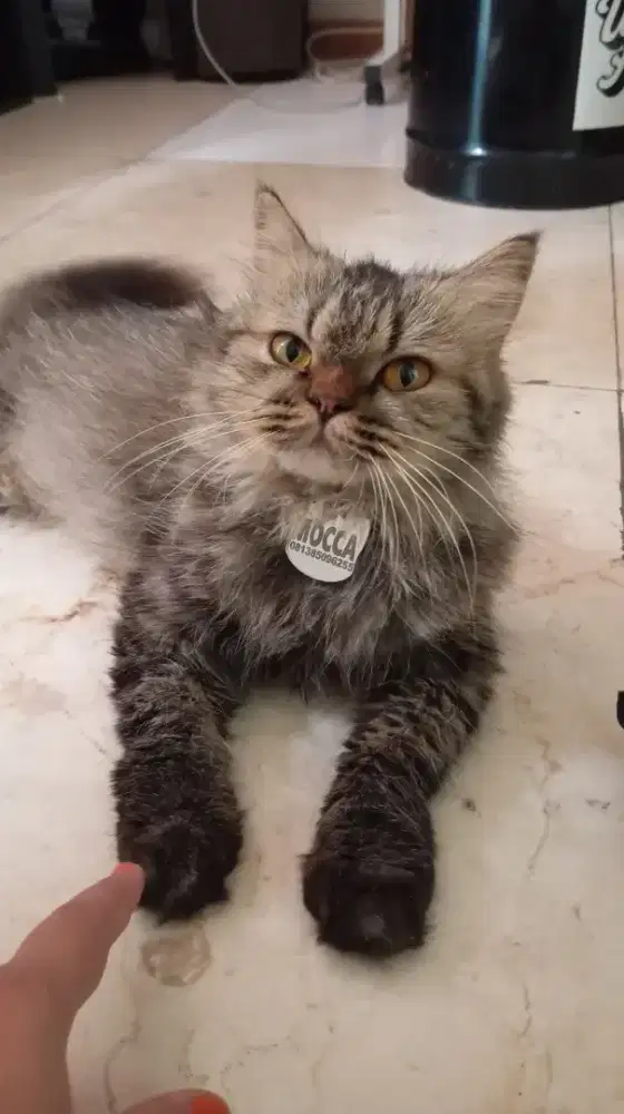 Kucing persia betina