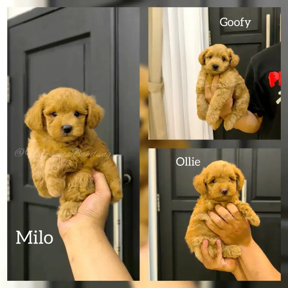 Puppy maltipoo all male