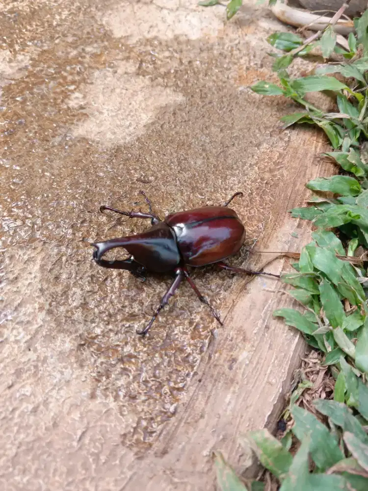 Kumbang badak eksotis