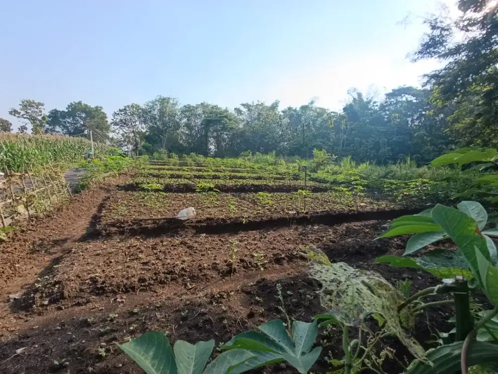 Tanah pekarangan murah