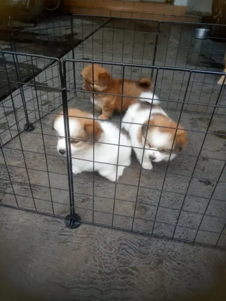 Jual Anak Anjing