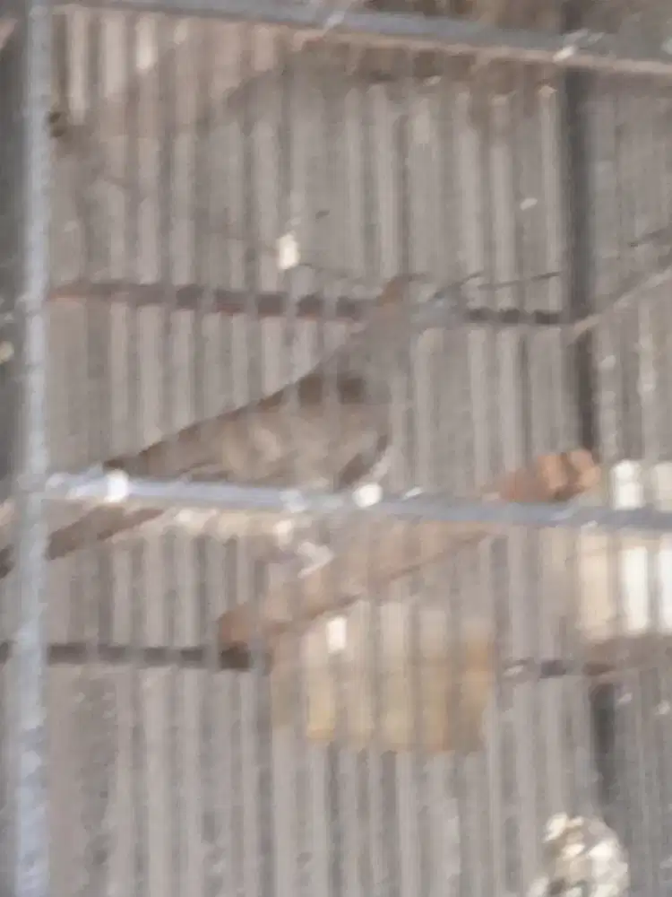 Jual murah Burung Perkutut