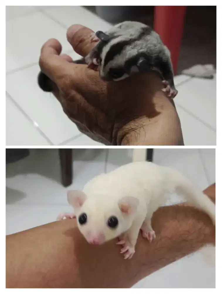 Ready Sepasang Sugar Glider