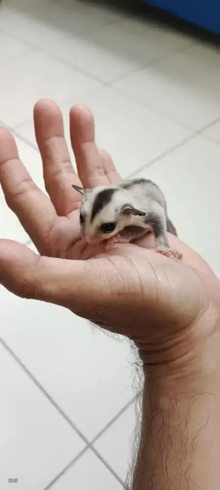 Sugar Glider White Face Betina