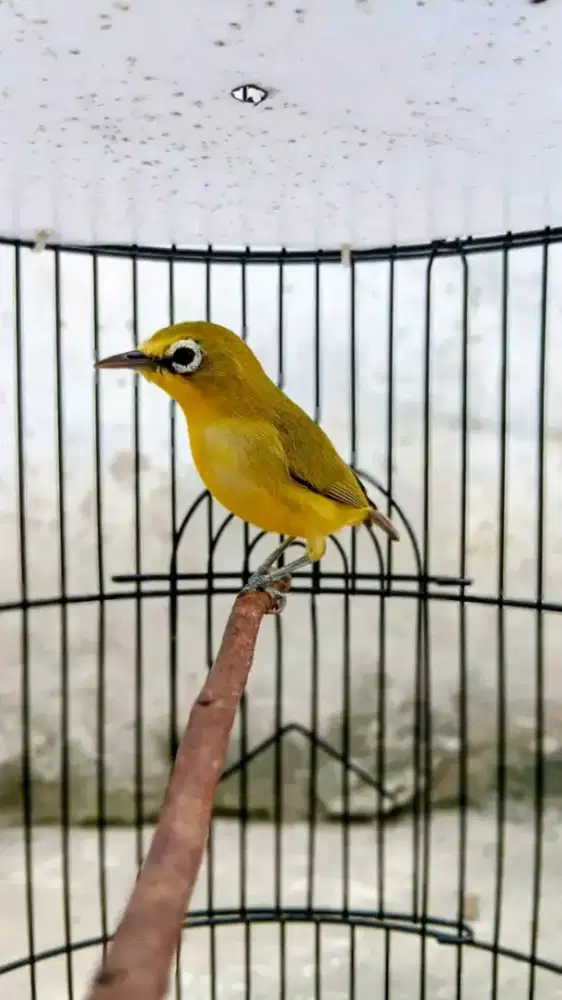 Pc lokal bahan purtotal garansi jantan