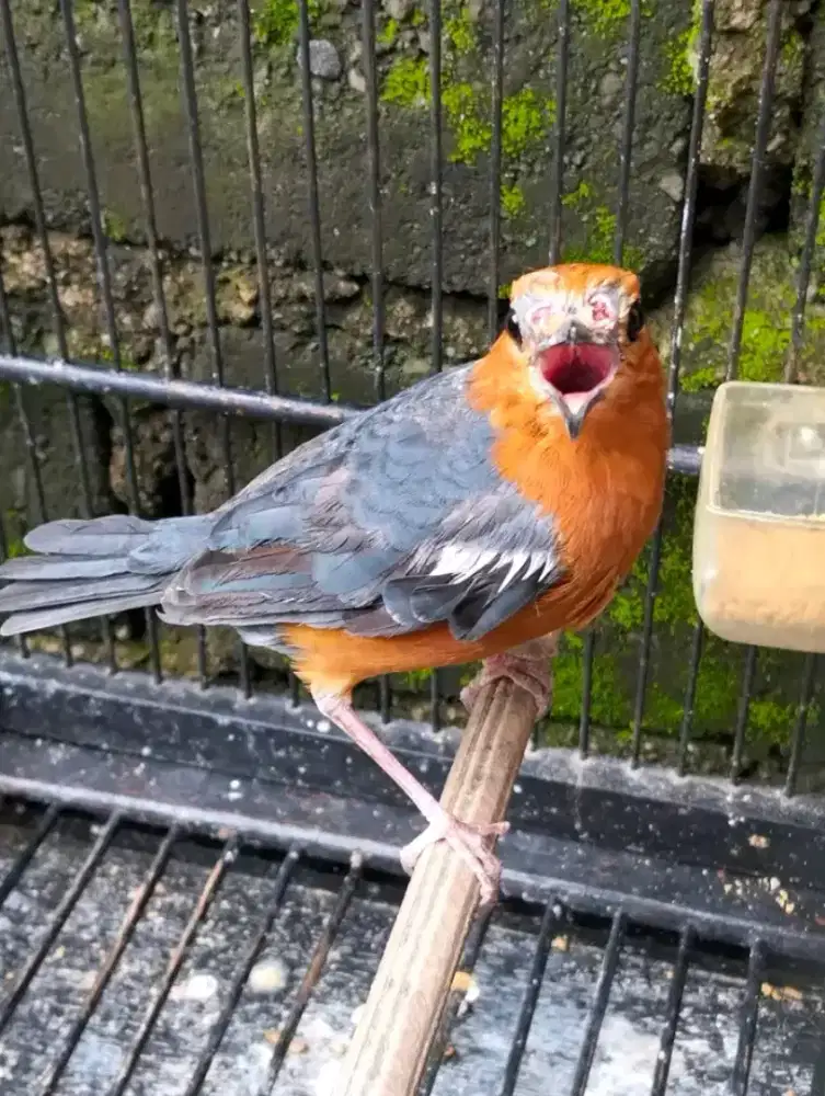 Anis merah hutan lokal sumedang garansi jantan