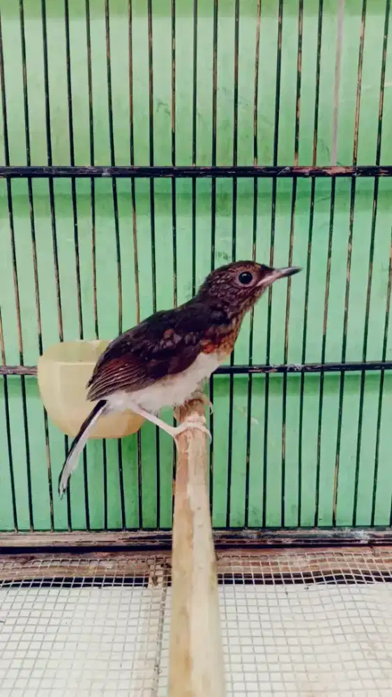 Anakan murai batu medan usia 1bulan garansi jantan