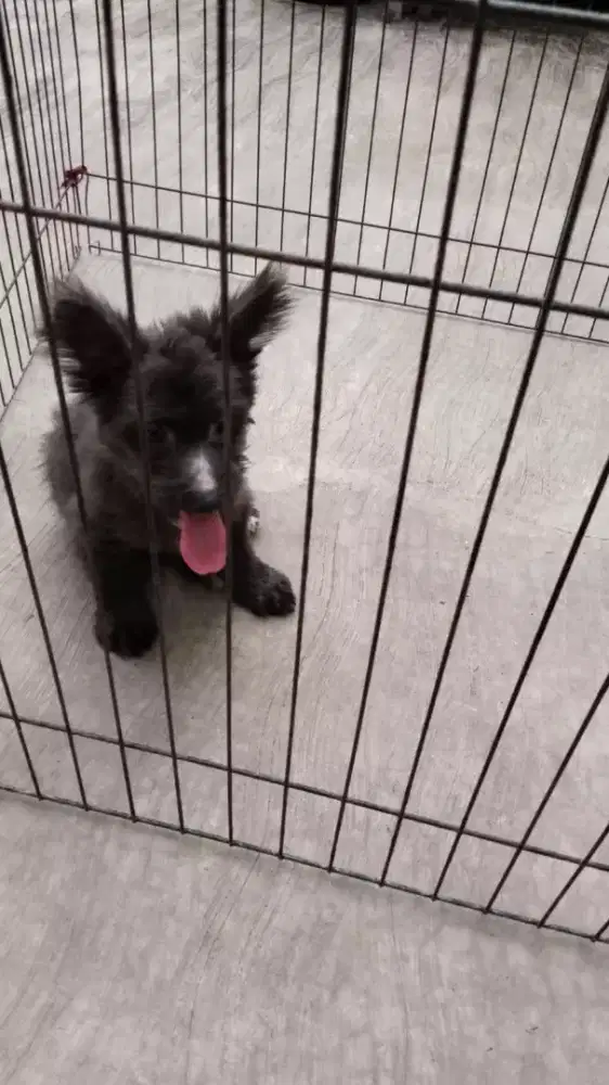 Anjing corgi mix poodle