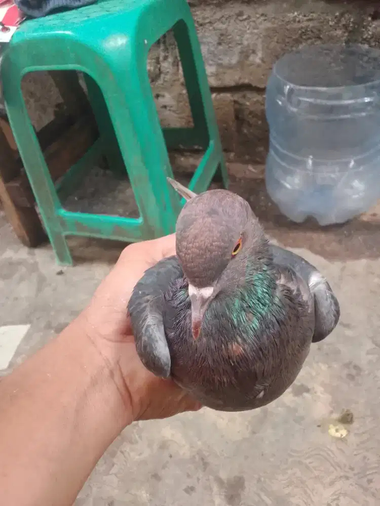 Pny cewean sdh haus jodoh Dan sdh lenzeh parah minat wa