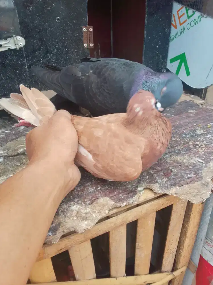 Pny pasangan item x coklat pupur PSSI girket minat wa