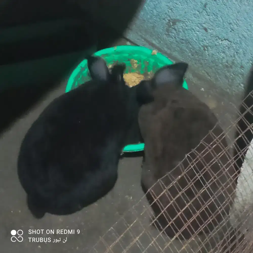 kelinci lokal jantan