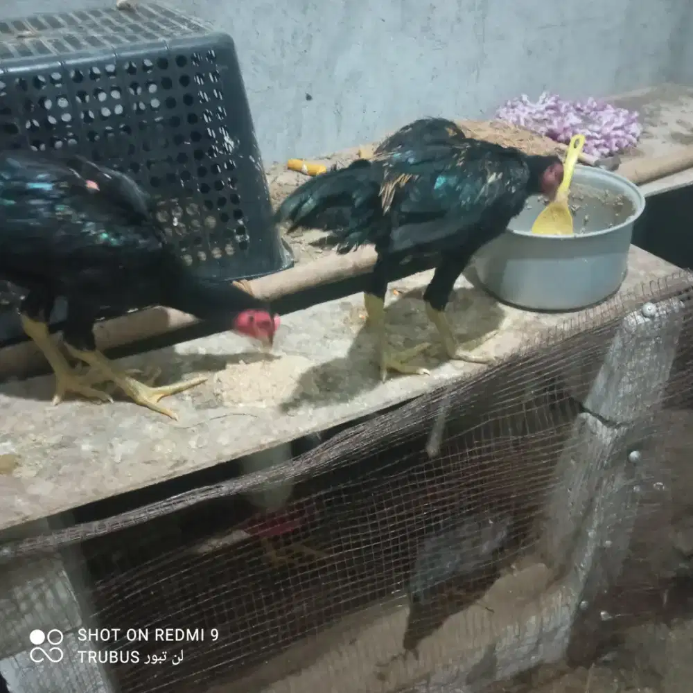 ayam Bangkok lancuran