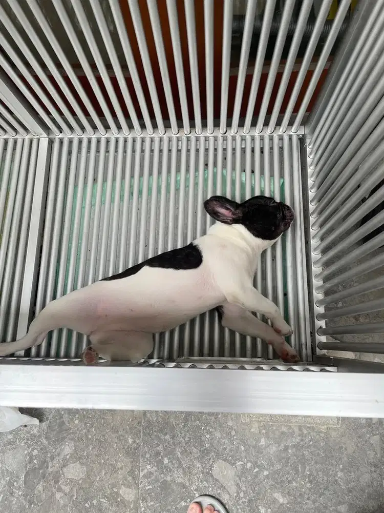 Dijual anjing Frenchie umur + - 7 bulan