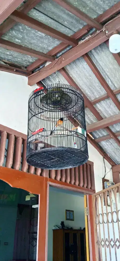 Burung murai batu gacor prestasi